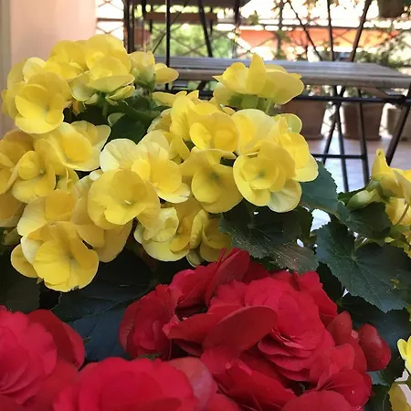 Lady Rose Nocleg ze śniadaniem Piza